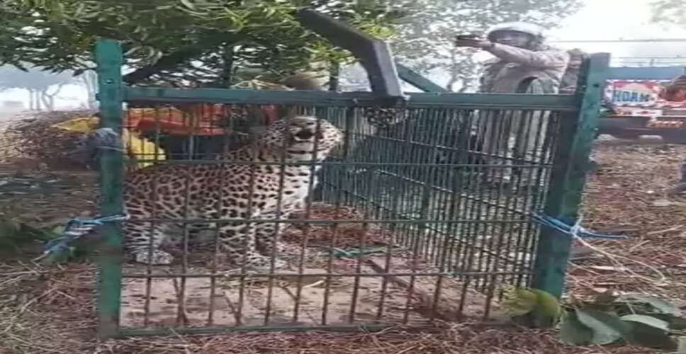 उत्तराखंड: ऊधम सिंह नगर में गुलदार की दहशत जारी, काशीपुर में पिंजरे में फंसा गुलदार