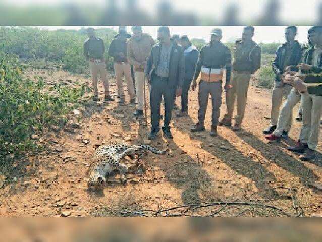 छत्र विलास पार्क में घुसा लेपर्ड 4 घंटे बाद रेस्क्यू, 40 फीट ऊंचे पेड़ से जाल में गिरा; जंगल में किया जाएगा रिलीज
