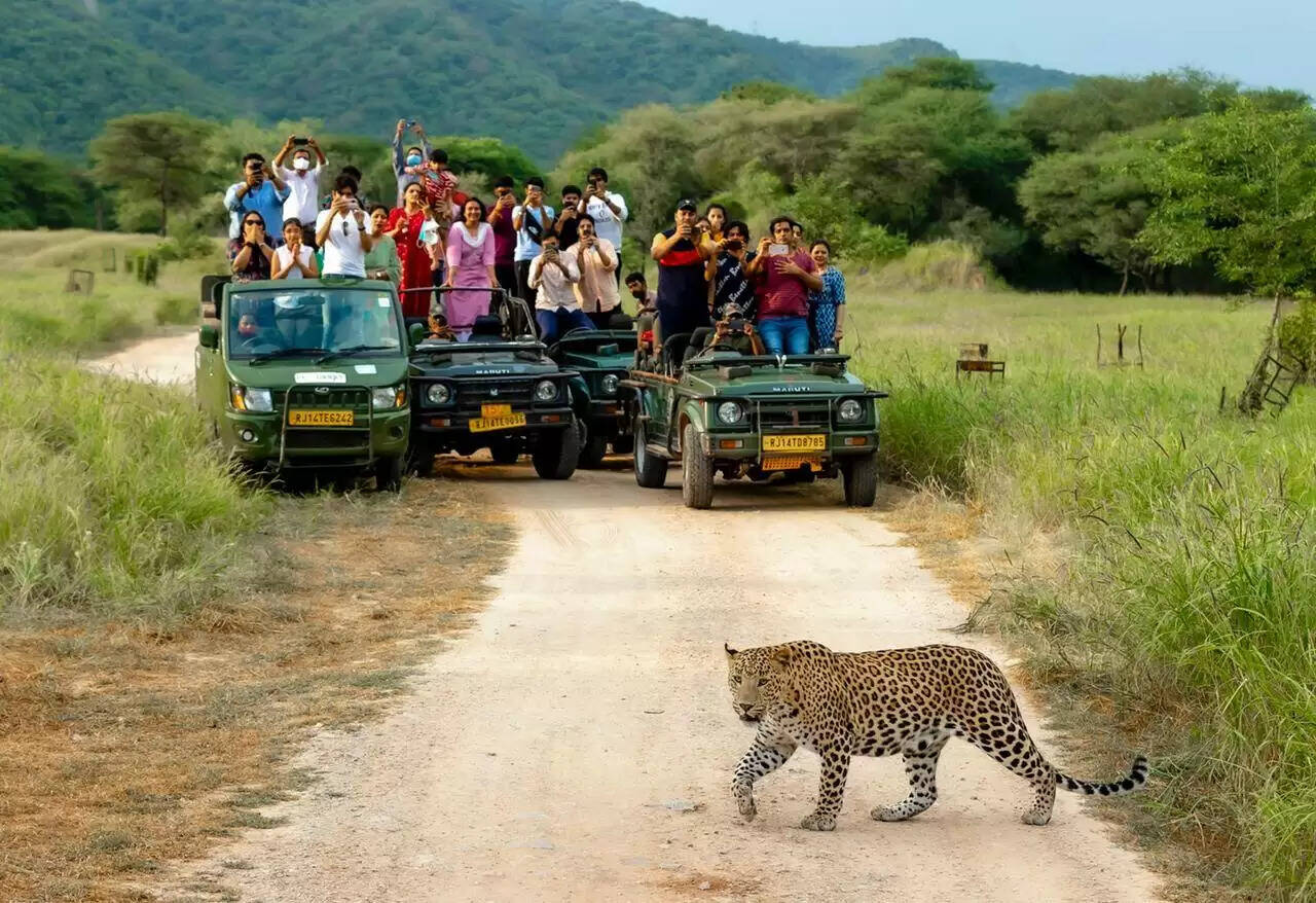 सिर्फ तेंदुए नहीं&nbsp;झालाना लेपर्ड सफारी में सियार से लेकर दुर्लभ पक्षी तक करते है पर्यटकों का स्वागत, वीडियो में करे इस अद्भुत दुनिया की सैर