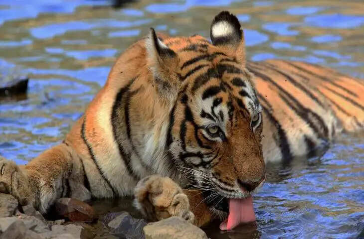रणथम्भौर की ‘मछली’ टाइगर की अनसुनी कहानी, वीडियो में देंखे 19 साल तक जंगल की रानी बनी रही सबसे मशहूर बाघिन