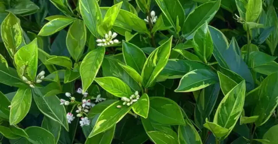 रक्त शुद्धि से लेकर हृदय रोगों के जोखिम को कम करता है कालमेघ, सेवन से पहले जान लें सावधानियां