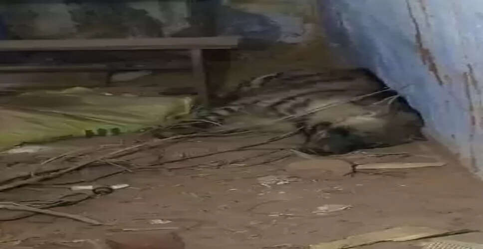 रांची के पास स्कूल में लकड़बग्घा के घुसने से मची दहशत, आराम फरमाने के बाद खुद निकल भागा