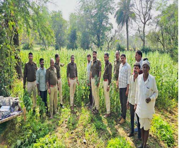 जयपुर में सब्जियों की आड़ में चल रही थी गांजे की खेती, फुटेज में देंखे पुलिस ने 3,347 पौधे किए जब्त; आरोपी फरार
