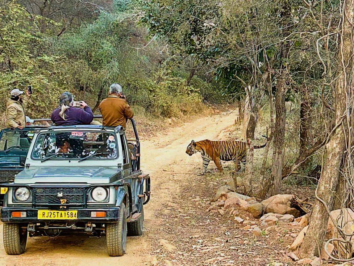 रणथंभौर के राजस्थान की टाइगर फैक्ट्री बनने का किस्सा, कैसे बढ़ती गई बाघों की संख्या
