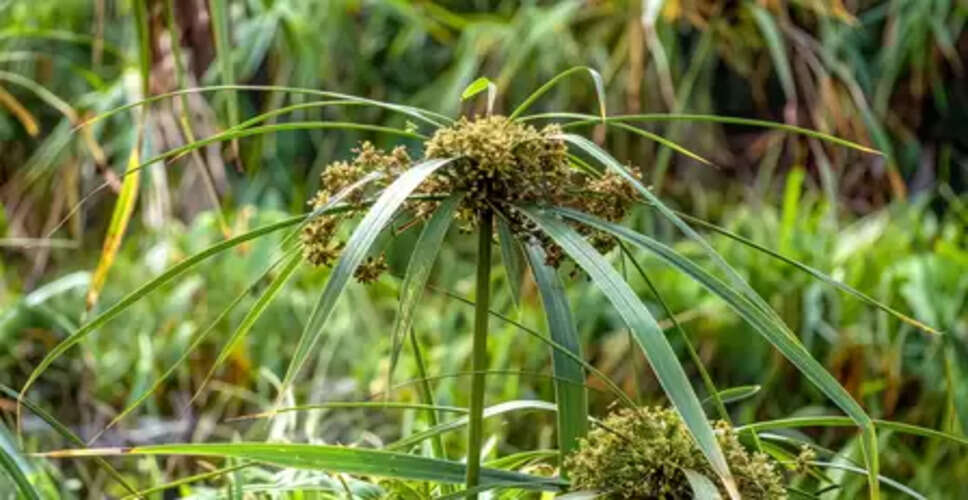 पाचन से लेकर महिलाओं के स्वास्थ्य तक, जानें कैसे नागरमोथा रखता है आपकी सेहत का ख्याल?