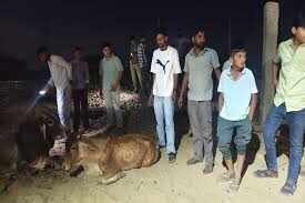 लाठी क्षेत्र में दो रेल हादसे: तीन गोवंश की मौत, तीन लोग गंभीर घायल