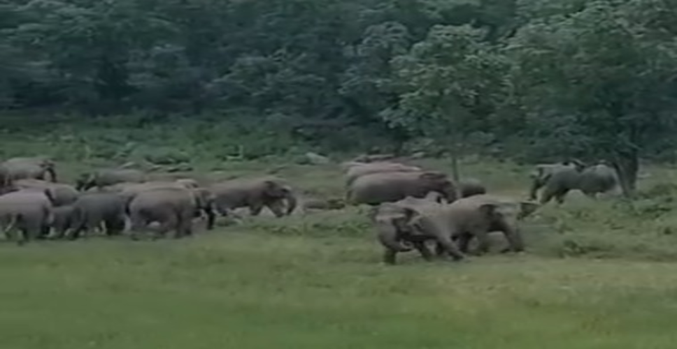 छत्तीसगढ़ : कोरबा में 11 हाथियों के झुंड ने मचाया उत्पात, किसानों की फसल और संपत्ति को भारी नुकसान