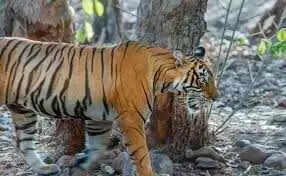 वीडियो में देखें रणथंभौर में रोमांच और दहशत का नजारा, टूरिस्ट जिप्सी के पास पहुंचे बाघिन और दो बाघ, 15 मिनट तक थमी रहीं सांसें