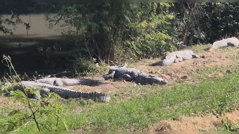 क‍िसानों के लिए मुसीबत बने मगरमच्‍छ, ठंड शुरू होते ही खेतों में सेकते हैं धूप