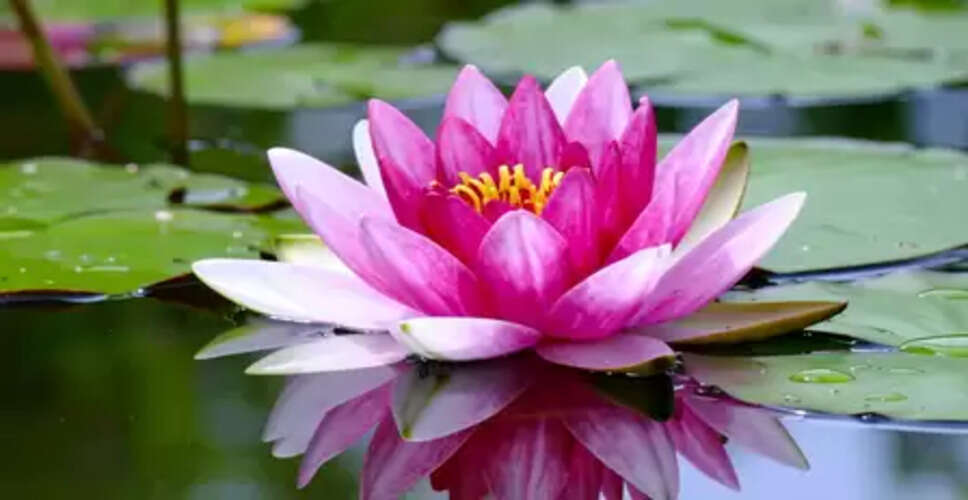 अनिद्रा से ब्लड प्रेशर तक, औषधीय गुणों की खान है कमल