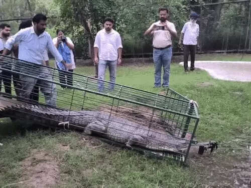 जैसलमेर की नहर से रेस्क्यू किया गया 10 फीट लंबा घड़ियाल पहुंचा पंजाब, छतबीड़ चिड़ियाघर में रखा जाएगा
