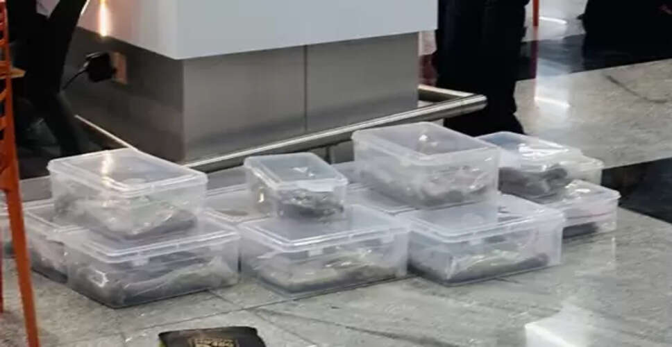 सूरत एयरपोर्ट पर कपल से 17.658 किलो हाइड्रोपोनिक वीड जब्त, कीमत 17.5 करोड़