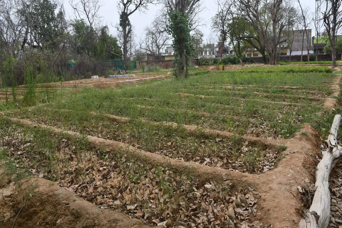 धौलपुर में इस बार केन्द्रीय पौधशाला में तैयार होंगे 2 लाख पौधे, तीन नर्सरियों में उत्पादन शिफ्ट