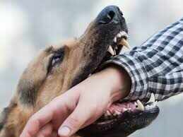 मालवीय नगर में आवारा कुत्तों का बढ़ता आतंक: शिवमार्ग से सेक्टर 1-3 तक राहगीरों की मुश्किलें बढ़ीं