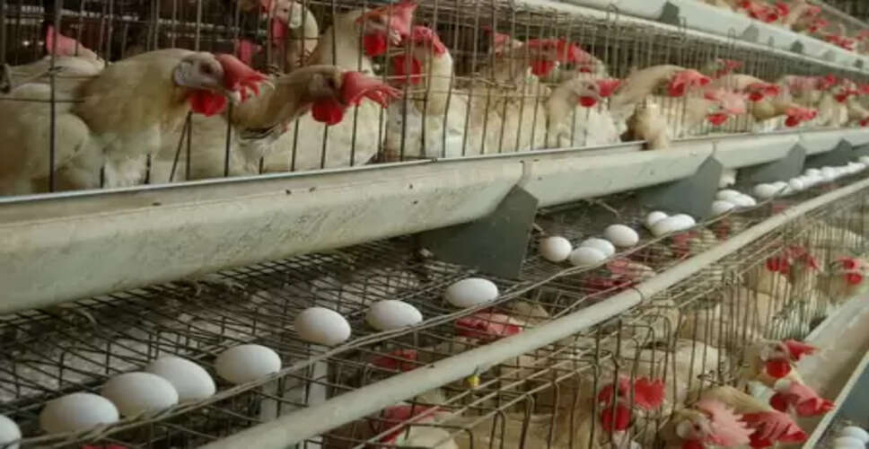 तमिलनाडु: नमक्कल में अंडों की कीमत रिकॉर्ड स्तर पर पहुंची, पोंगल तक महंगे रहने के आसार