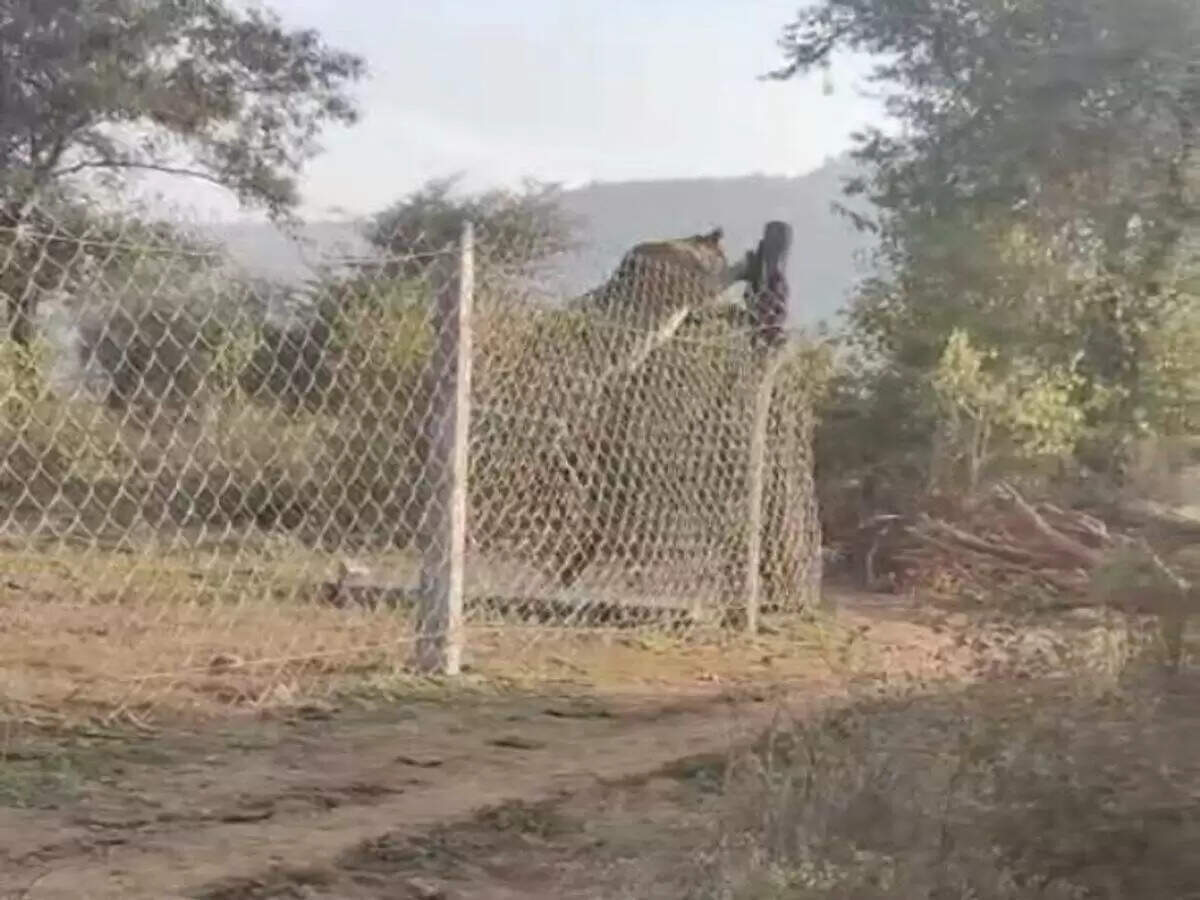 वीडियो में देखें सरिस्का में टाइग्रेस ने 10 फीट ऊंची तारबंदी पर छलांग लगाई, टूरिस्ट भी रह गए हैरान