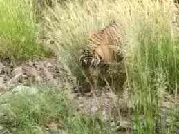 रणथम्भौर की गुस्सैल बाघिन सुल्ताना बनी मां, फुटेज में देखें दो शावकों को दिया जन्म, सुरक्षा बढ़ी