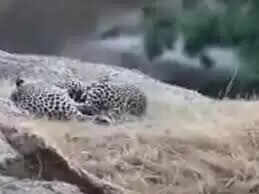 पाली के बाली क्षेत्र में दिखा दुर्लभ नजारा, फुटेज में देखें जंगल सफारी के दौरान पहाड़ियों पर अठखेलियां करते नजर आए दो लेपर्ड