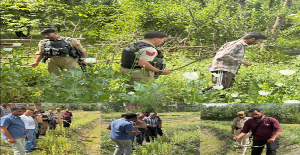 बारामूला पुलिस ने नशा मुक्त जम्मू-कश्मीर अभियान के तहत अफीम की अवैध खेती को नष्ट किया