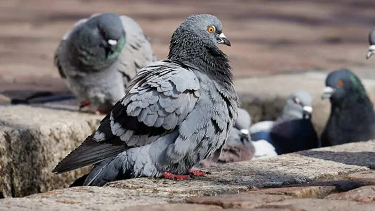 क्या जयपुर में कबूतर लोगों के लिए ख़तरा बनते जा रहे हैं? स्वास्थ्य विशेषज्ञों ने चेताया