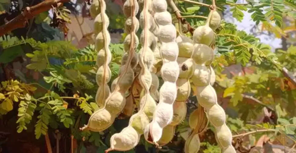 हड्डियों से लेकर पाचन तक, इस फली में हर समस्या का हल