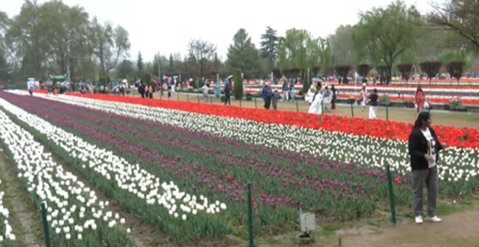 श्रीनगर में बारिश के बावजूद ट्यूलिप गार्डन में पर्यटकों की रौनक, आंकड़े 1.69 लाख के पार पहुंचे