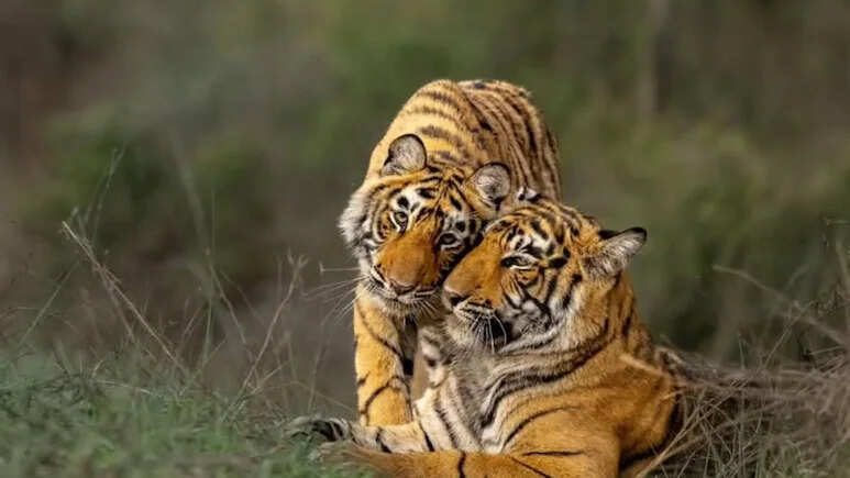 सरिस्का टाइगर रिजर्व का पुनर्सीमांकन विवादों में, टहला क्षेत्र को हटाने के प्रस्ताव पर उठे सवाल