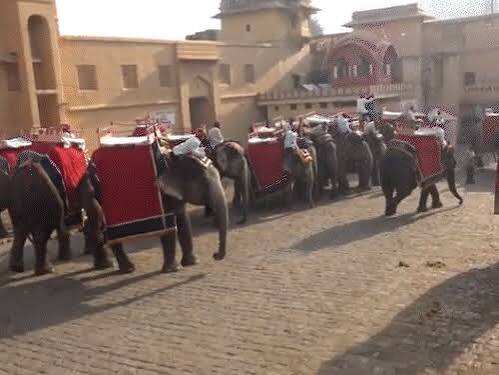 आमेर महल में 10 से 21 अक्टूबर तक हाथी सवारी बंद, फुटेज में देंखे नवरात्र मेले के चलते लिया फैसला