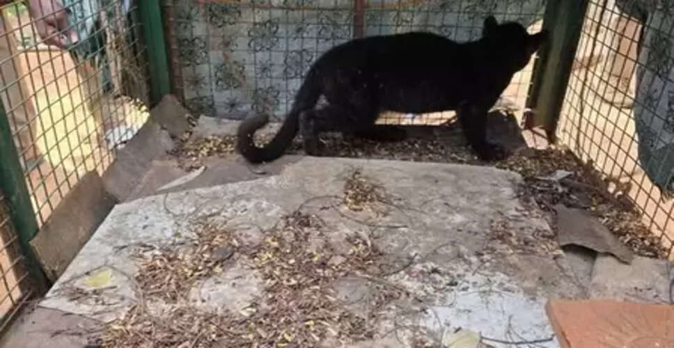 तमिलनाडु: रिहायशी इलाके से रेस्क्यू तेंदुए का शावक पुनर्मिलन प्रयास के दौरान मृत मिला