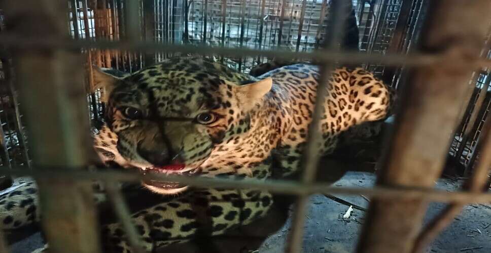 सवाई माधोपुर में दहशत का कारण बना लेपर्ड पकड़ा गया, वन विभाग की टीम ने पिंजरे में किया कैद
