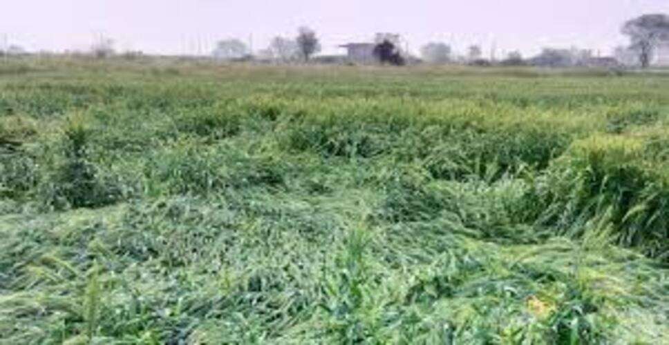 राजसमंद में मौसम का कहर, तेज बारिश और ओलावृष्टि से फसलों को भारी नुकसान