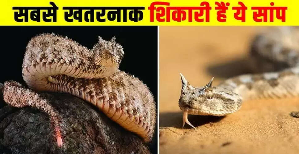 'भूल जाइए कोबरा और करैत' थार के उजाड़ रेगिस्तान में राज करता है दुनिया का ये सबसे जहरीला सांप, वीडियो में देखें कैसे 2 सेकंड में उतर देता है मौत के घाट&nbsp;