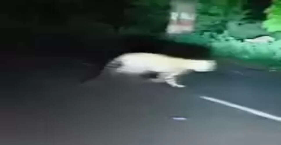 सवाई माधोपुर: पटेल नगर कॉलोनी में दिखा लेपर्ड, CCTV में कैद हुई तस्वीर; रणथंभौर लौट गया