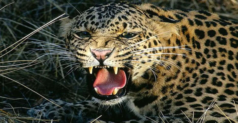 सवाई माधोपुर में लेपर्ड मुवमेंट से लोगों में दहशत का माहौल, वन विभाग टीम मौके पहुंची