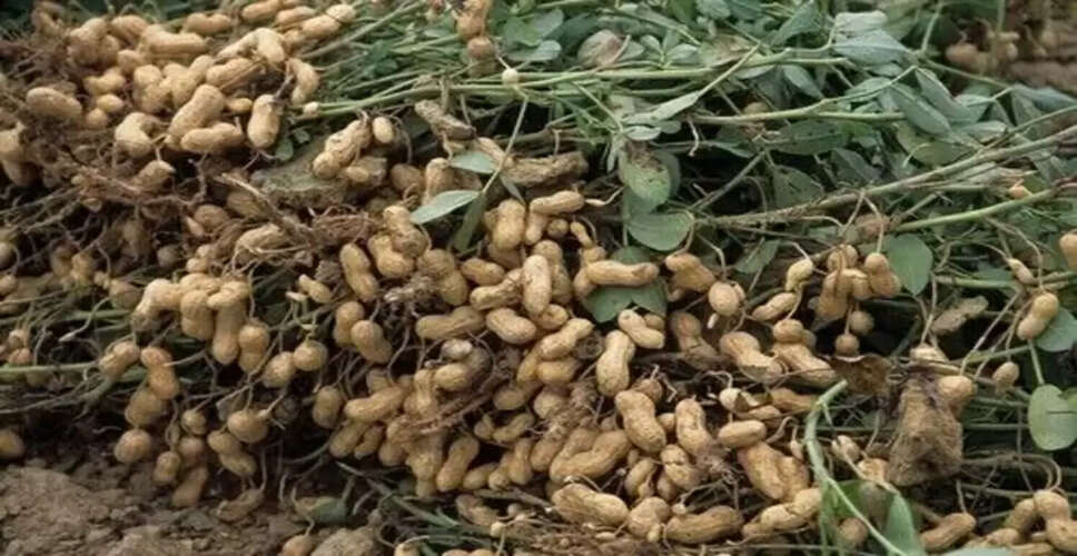 बीकानेर की मूंगफली का सफर अब समुद्र मार्ग से, कांडला पोर्ट के रास्ते विदेशों तक होगी निर्यात