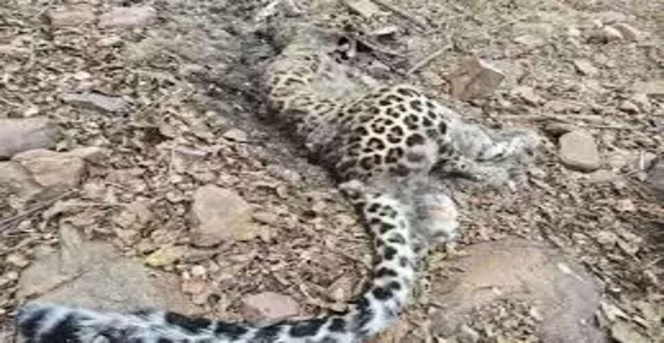 भैंसरोडगढ़ अभ्यारण्य में पाड़ाझर क्षेत्र में लेपर्ड का शव मिलने से अलर्ट, गश्ती दल ने मौके पर जांच की
