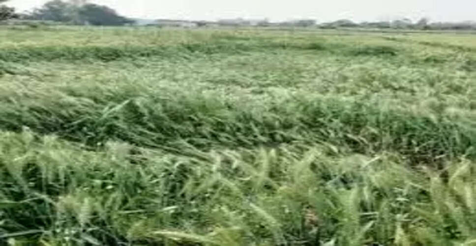 Karoli&nbsp;मौसम में घुली ठण्डक, किसानों की बढ़ी चिंता