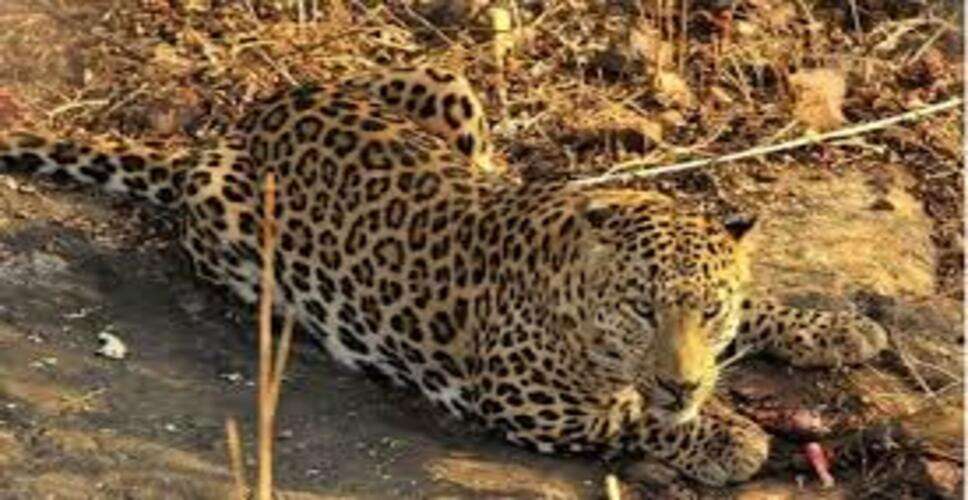 टोंक में लेपर्ड का आतंक, घर के पास बछड़े का शिकार, इलाके में दहशत