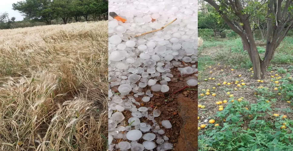Rajasthan Weather Update: मौसम में बदलाव ने किसानों की बढ़ाई चिंता, राज्य के कई जिलों में ओलावृष्टि से फसले हुई बर्बाद