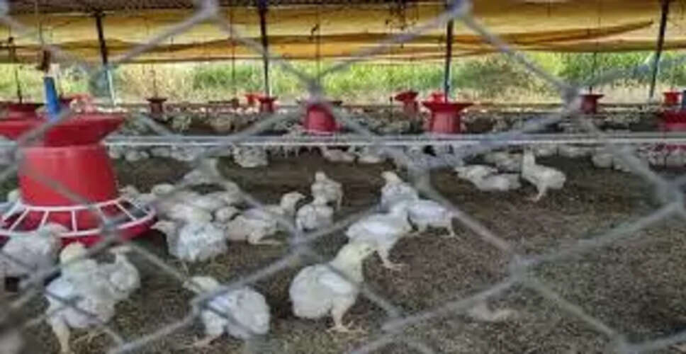 महाराष्ट्र एएनसी का बड़ा खुलासा: राजस्थान में मुर्गी फार्म की आड़ में चल रही थी एमडी ड्रग्स फैक्ट्री, 100 करोड़ की सामग्री जब्त