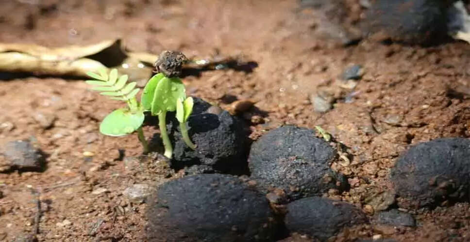 Hanumangarh&nbsp;भद्रकाली मंदिर रोड पर नीम कॉरिडोर का काम जारी, ट्रस्ट ने लगाए पौधे