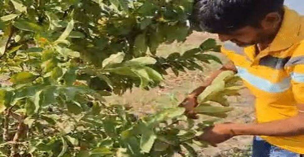 ड्राइवर ने खेती में किया अनोखा प्रयोग, खाद खरीदने की जरूरत नहीं; बाजरे का उत्पादन बढ़ा, अब अमरूद और गन्ने से कमाई की उम्मीद