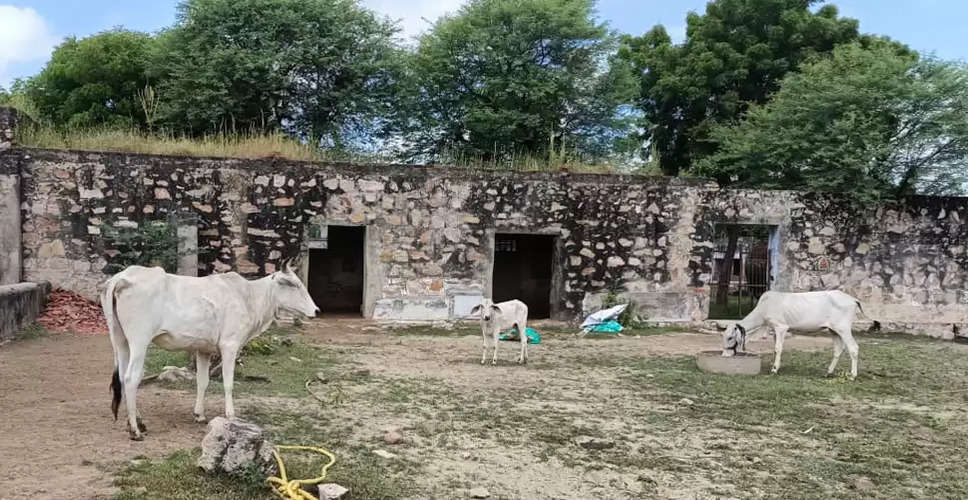 Sawaimadhopur गंगापुर शहर में लंपि के लिए बनाए गए 5 आइसोलेशन सेंटर में  497 गाय हो चुकी ठीक