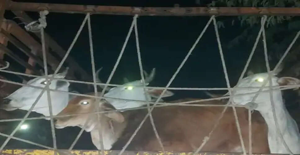 Bharatpur खेत में फसल खराब करने वाले मवेशियों को ट्रक में भरकर छोड़ा&nbsp;