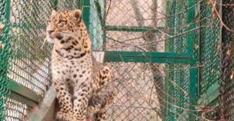 जयसमंद सेंचुरी: लेपर्ड हमलों से पशुधन को सबसे ज्यादा नुकसान, मुआवजा राशि कम होने का आरोप