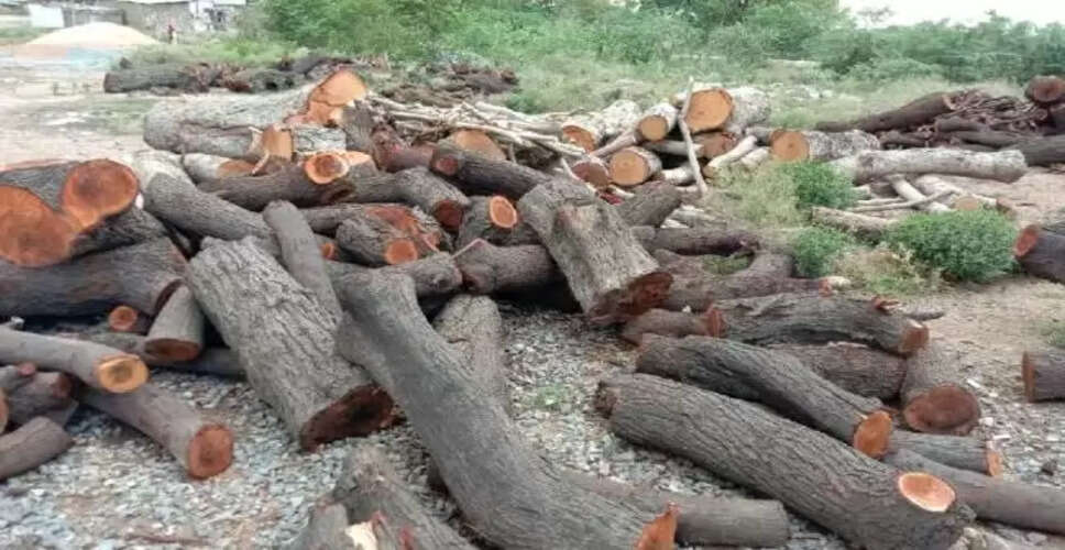 Bikaner खाजूवाला में प्रतिदिन सैकड़ों क्विंटल हरी लकड़ियां अवैध रूप से काटी जा रही, जिम्मेदार बेखबर  