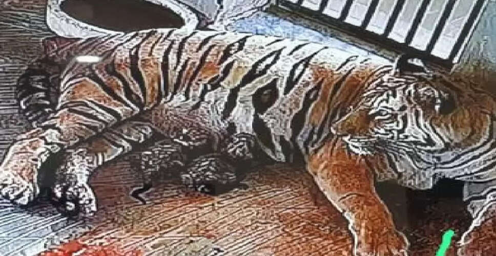 आमेर के नाहरगढ़ बायोलॉजिकल पार्क में बढ़ा बाघों का कुनबा, बाघिन रानी ने एकसाथ 5 शावकों को दिया जन्म&nbsp;