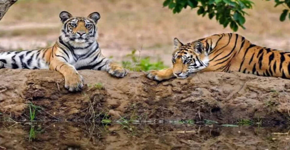 Banswara&nbsp;सज्जनगढ़ के जंगल में दिखे शावक