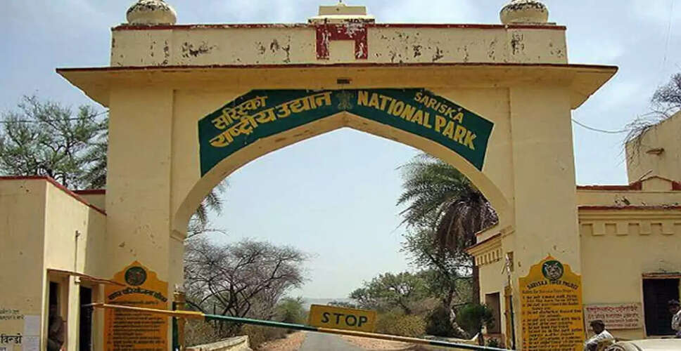 90 दिनों के इंतज़ार के बाद फिर से खुला Sariska Tiger Reserve, सफारी के लिए शुरू हुई ऑनलाइन बुकिंग की सुविधा&nbsp;