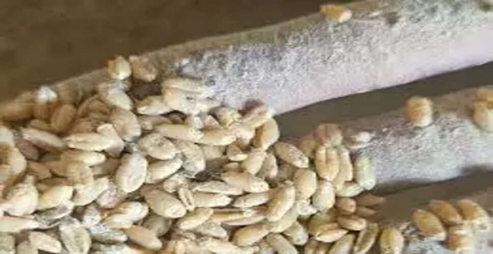 Jhunjhunu&nbsp;निरीक्षण के दौरान पोषाहार में कीड़े मिलेअप्रैल से पोषाहार खा रहे थे बच्चे